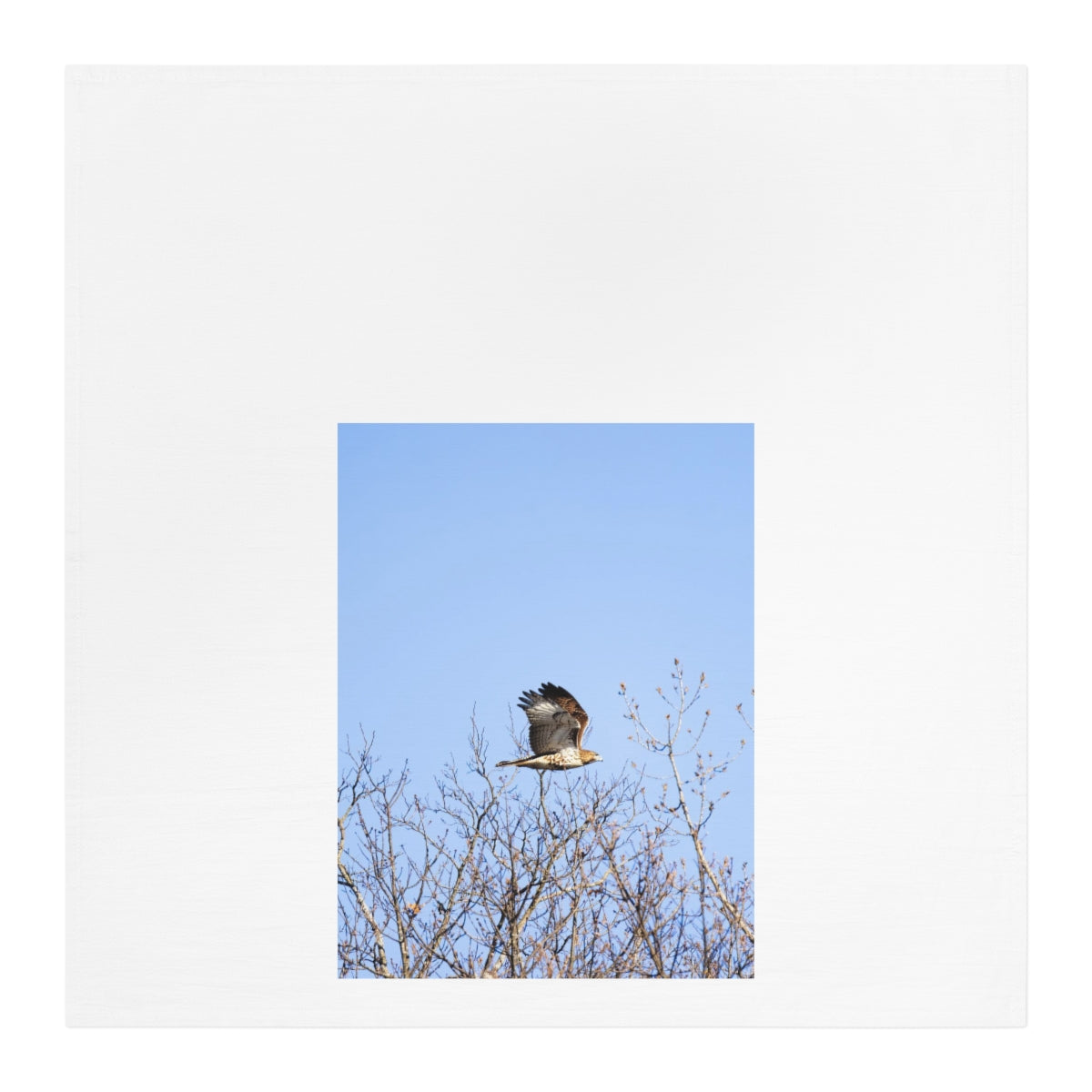 Red-tailed Hawk Tea Towel