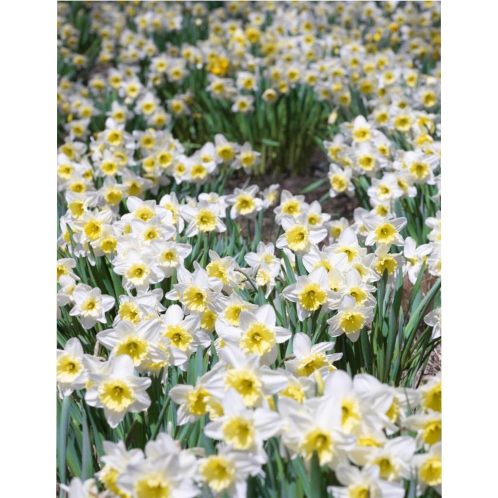 Spring Daffodil Duvet Cover