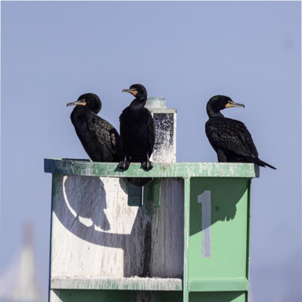 Cormorant Party Duvet Cover