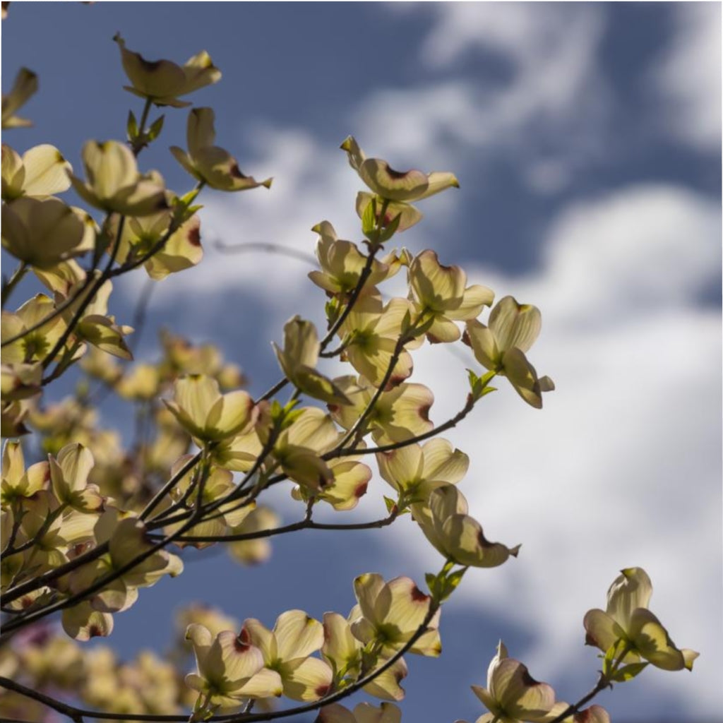 Flowering Tree Microfiber Duvet Cover