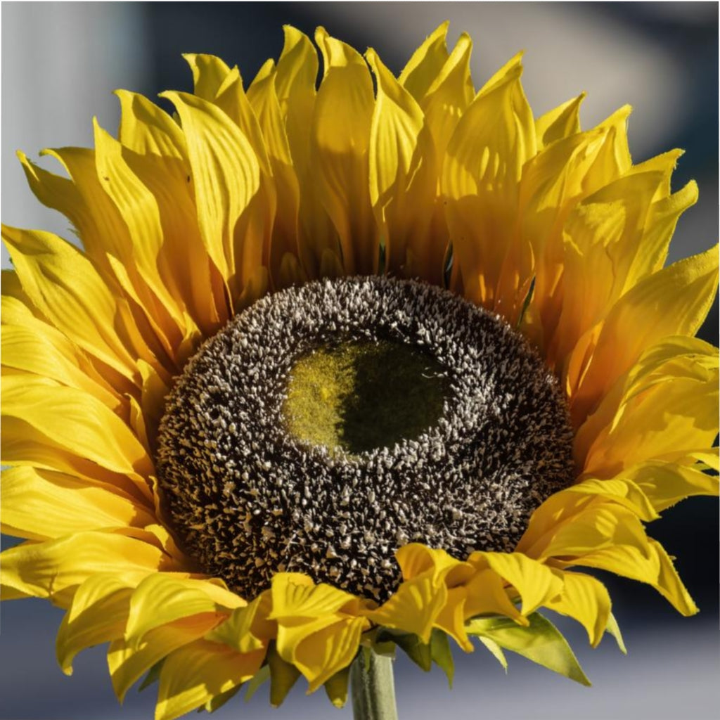 Sunny Sunflower Duvet Cover