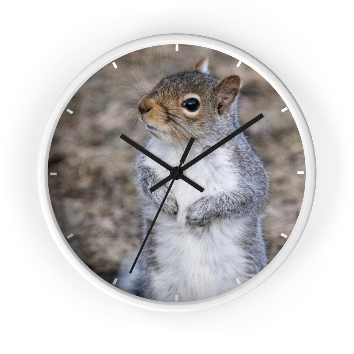 Squirrel Wall clock