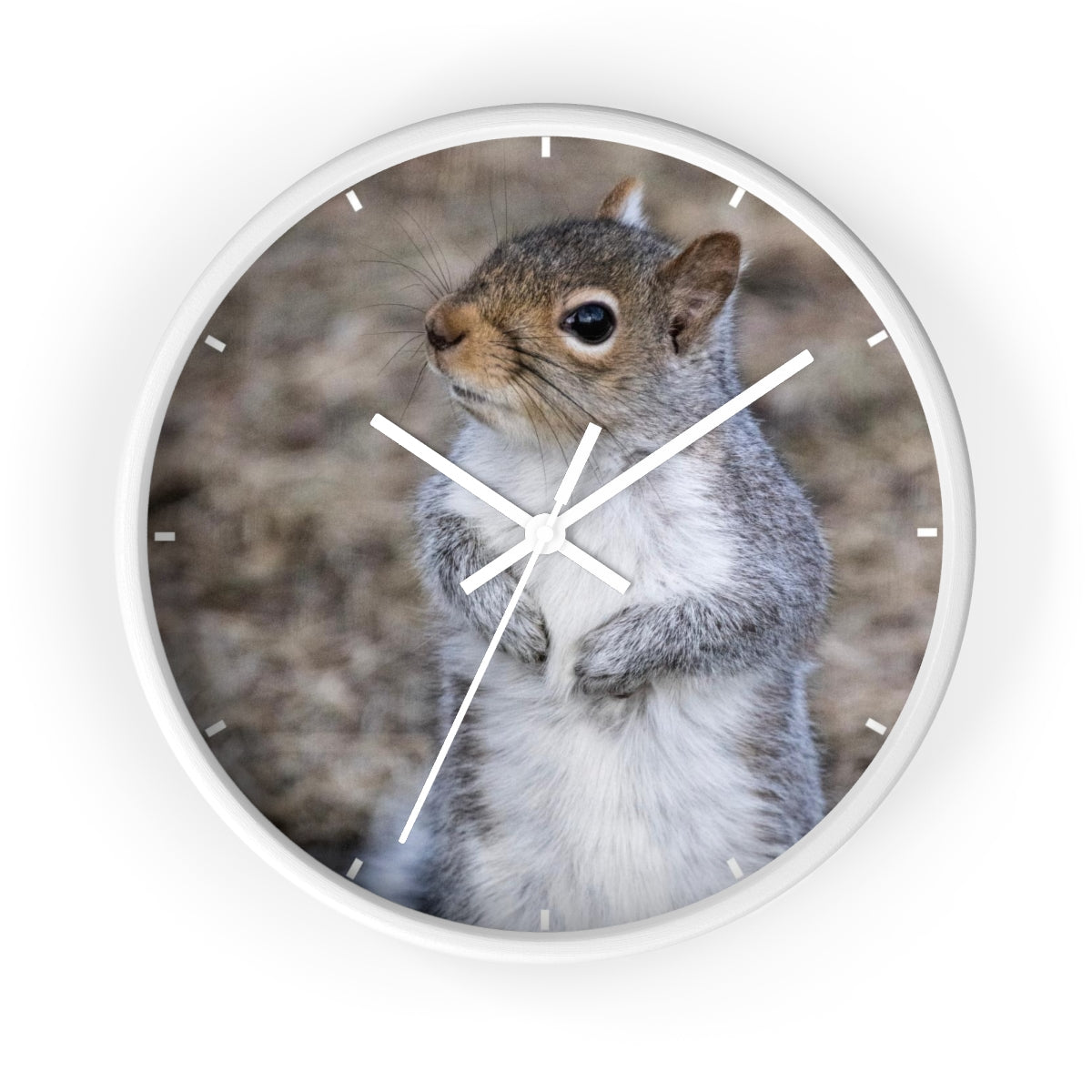 Squirrel Wall clock