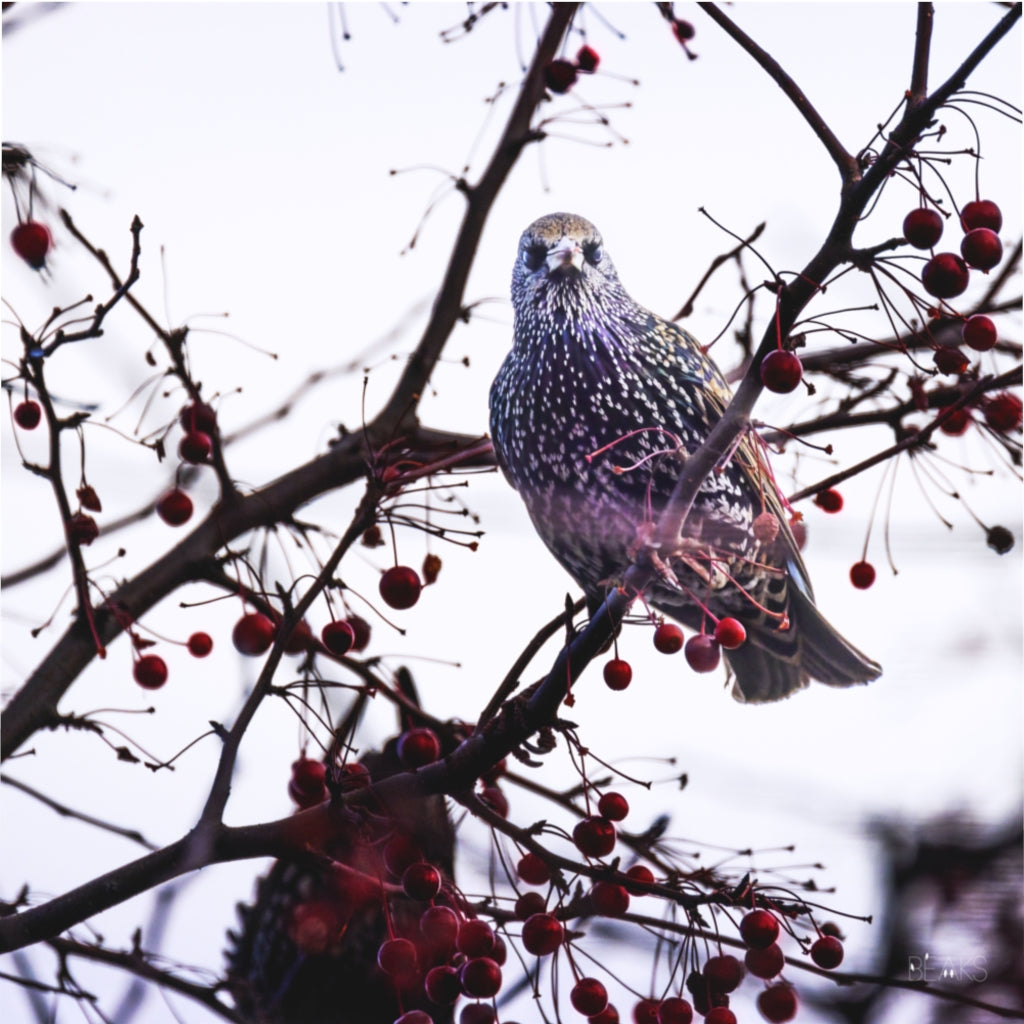 Startling Starling Duvet Cover