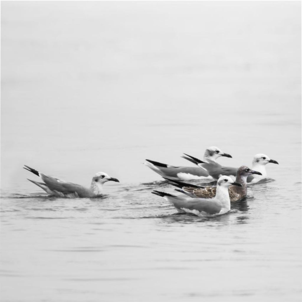A Flock of Seagulls Duvet Cover
