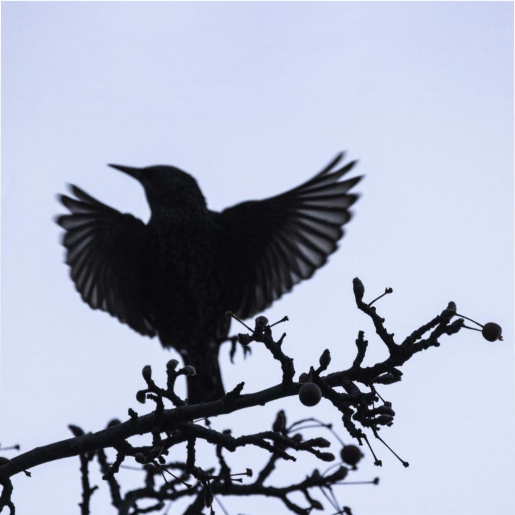 Preaching Bird Duvet Cover-Cool