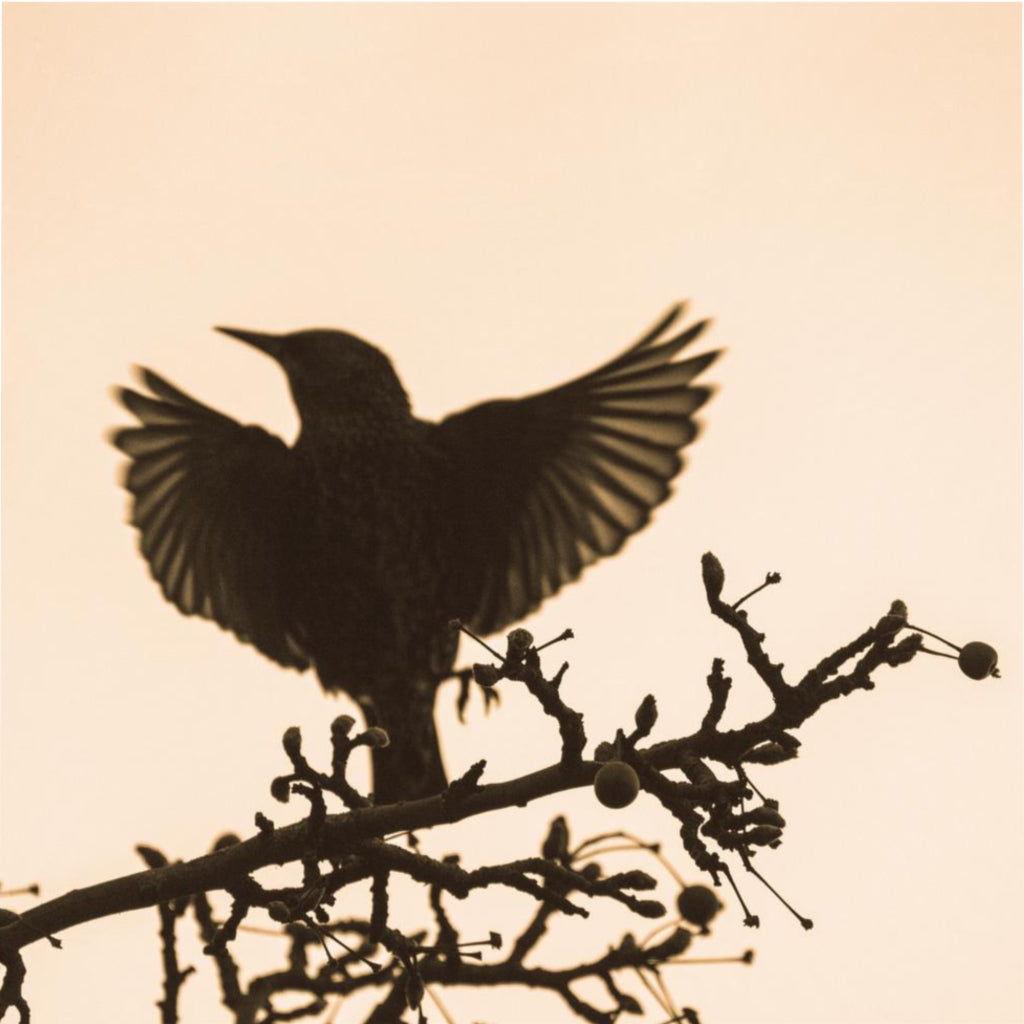 Preaching Bird Duvet Cover - Warm