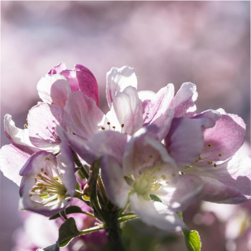 Pink Flowering Tree Microfiber Duvet Cover