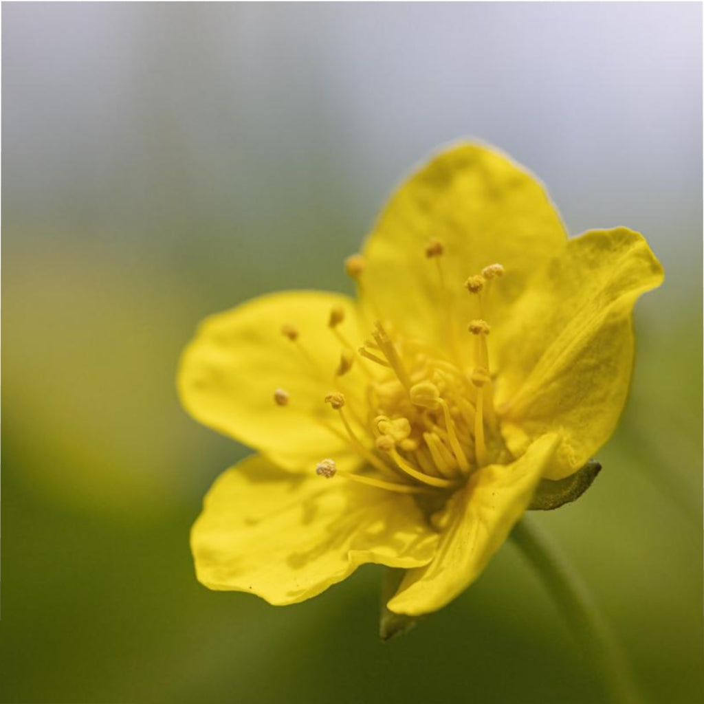 Buttercup Microfiber Duvet Cover