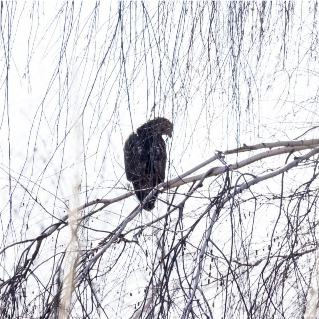 Zen Hawk Duvet Cover