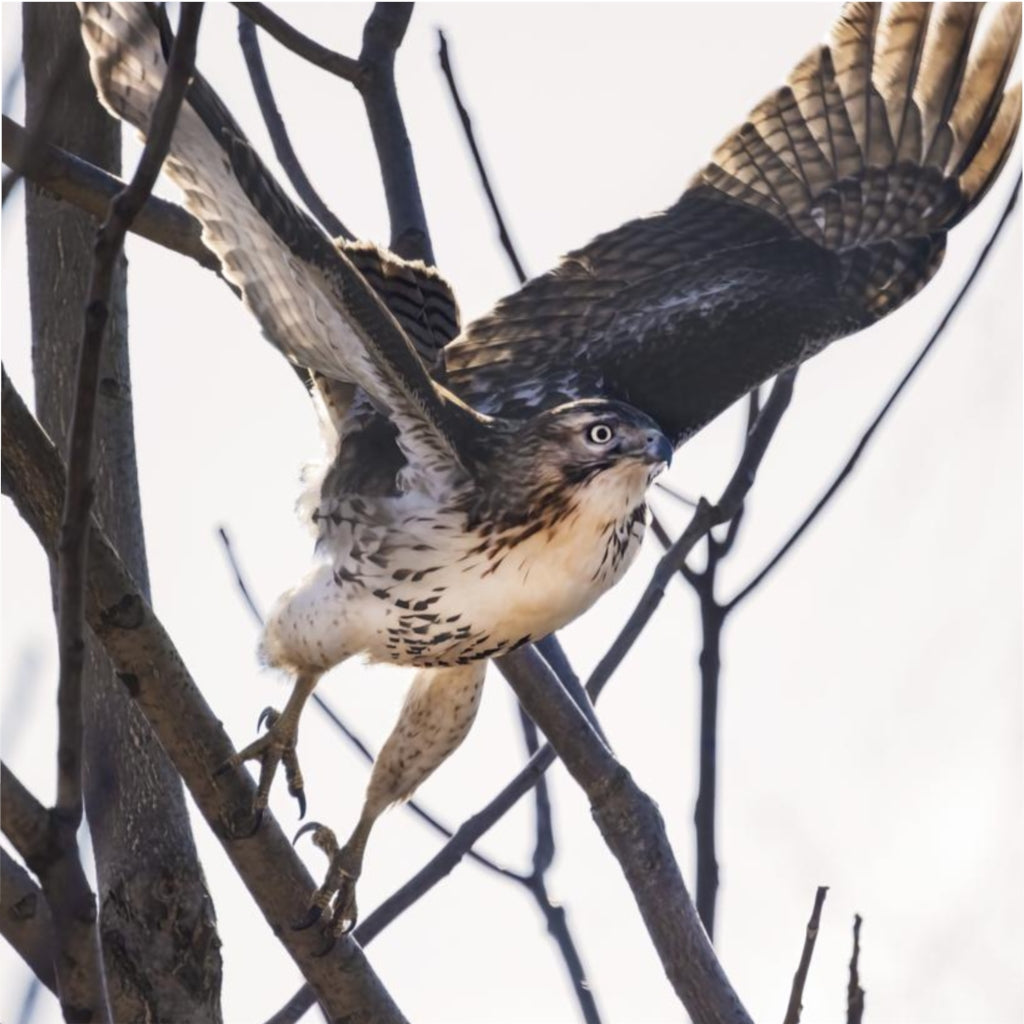 Hawk on the Hunt Duvet Cover