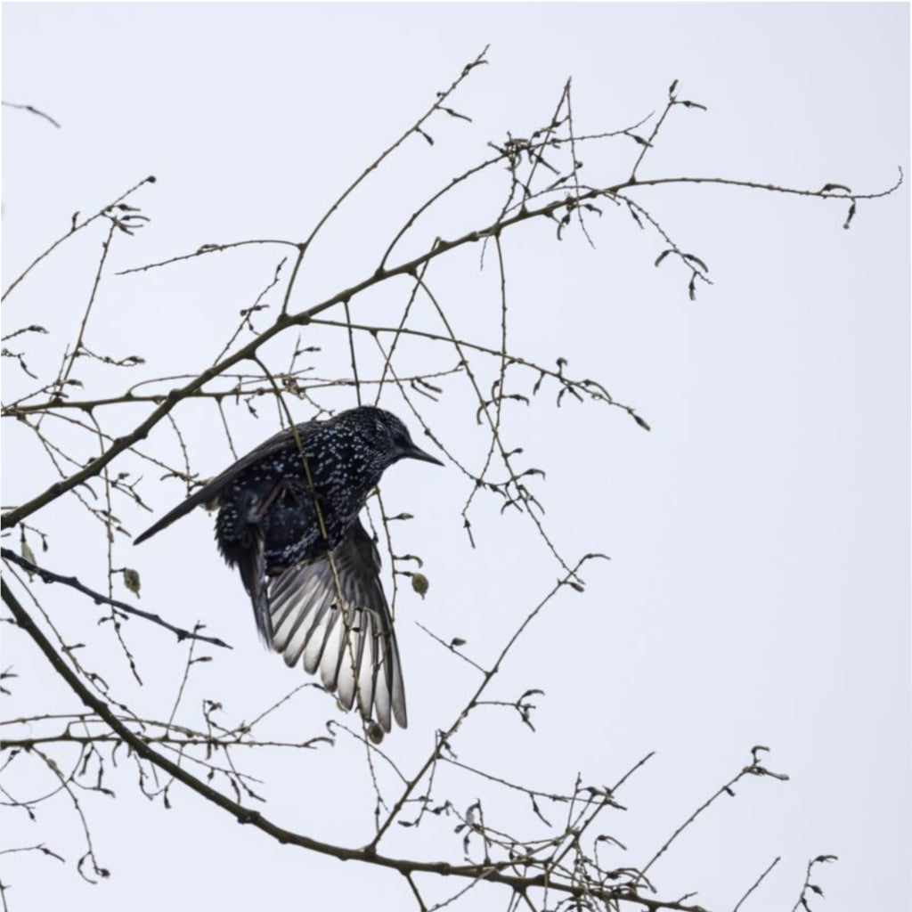 Starling Flap Duvet Cover