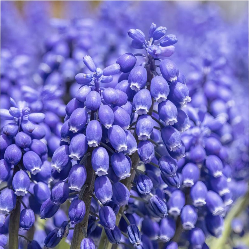 Blue Grape Hyacinth Microfiber Duvet Cover