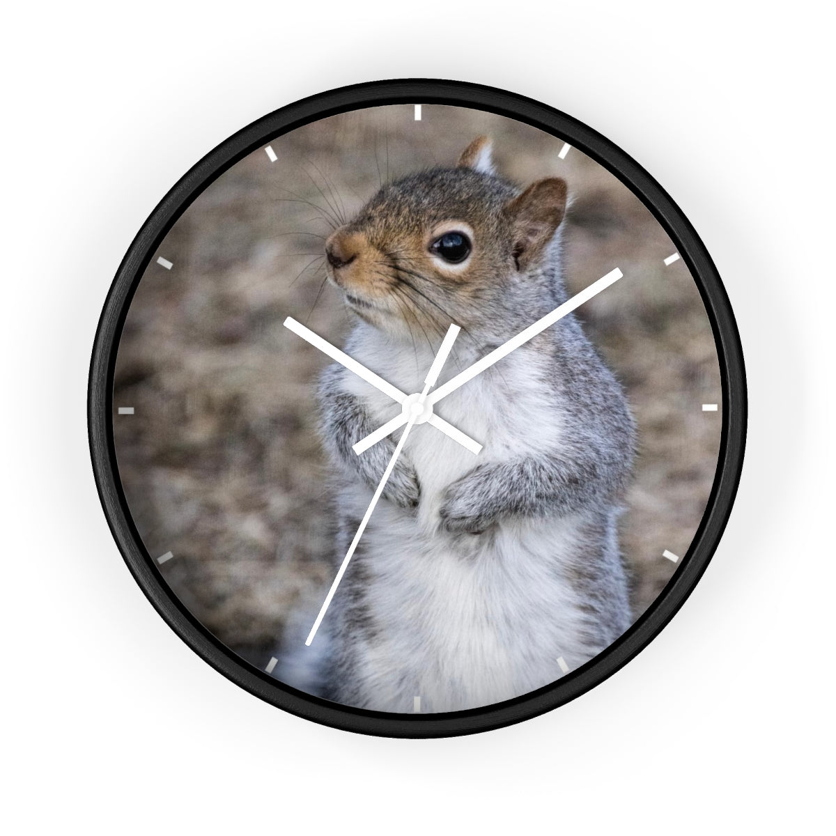 Squirrel Wall clock