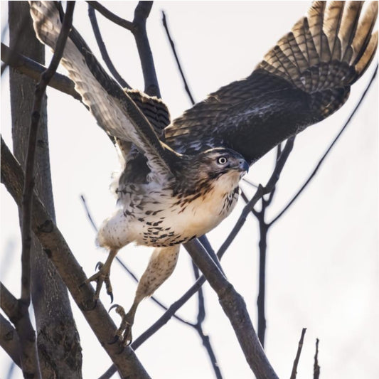 Hawk on the Hunt Duvet Cover